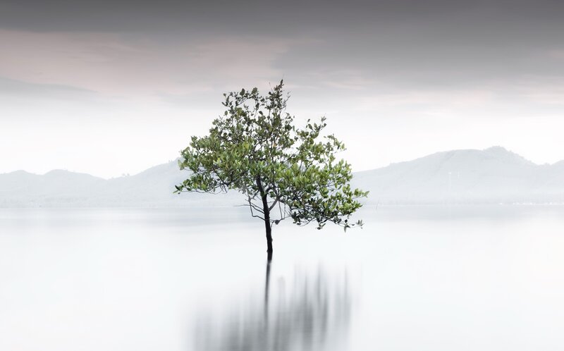 Solitary Tree in Water — Green
