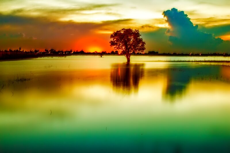 Solitary Tree in Water — Orange, Dramatic, Sunset