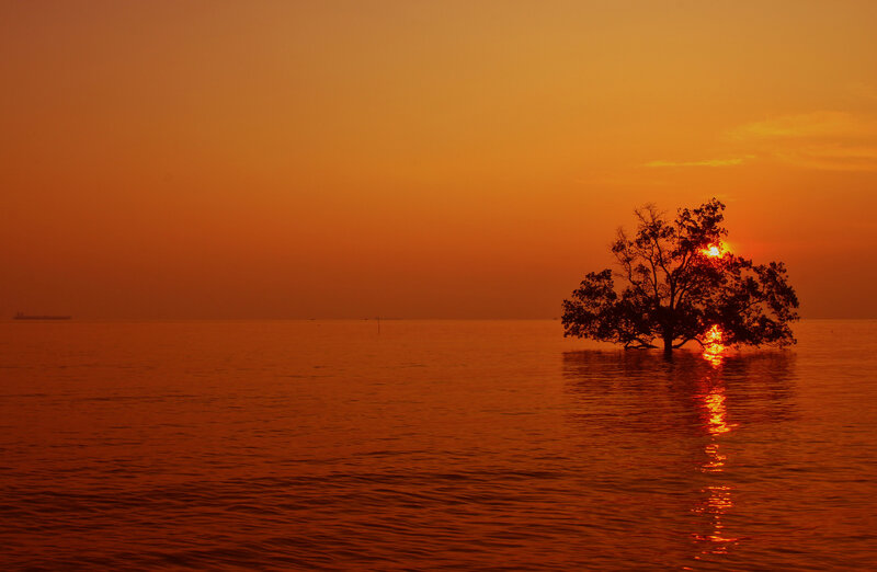 Solitary Tree in Water — Orange, Serene, Sunset, Photograph, Sun