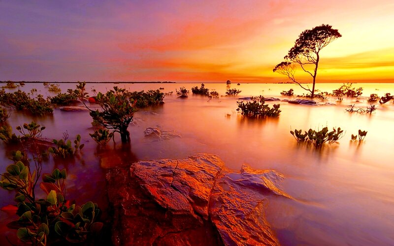 Solitary Tree in Water — Orange, Serene, Sunset, Photograph