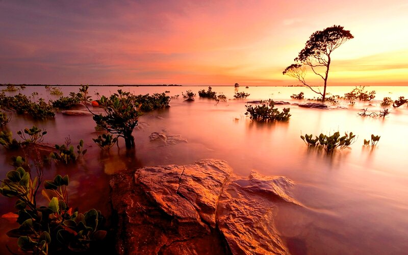 Solitary Tree in Water — Orange, Serene, Sunset