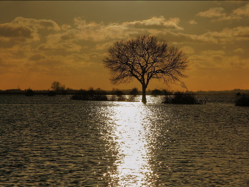 Solitary Tree in Water — Orange, Serene