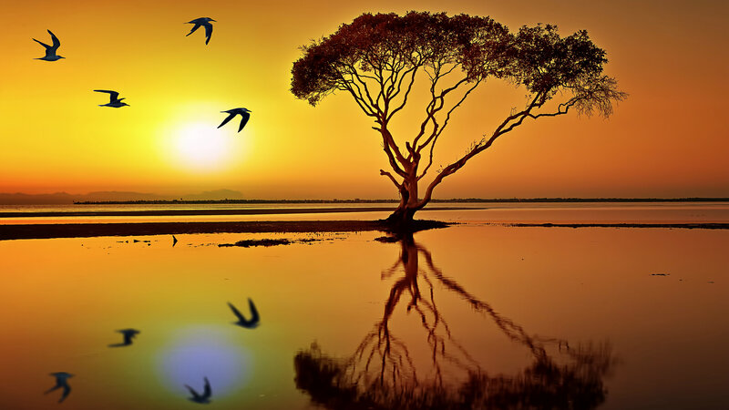 Solitary Tree in Water — Orange