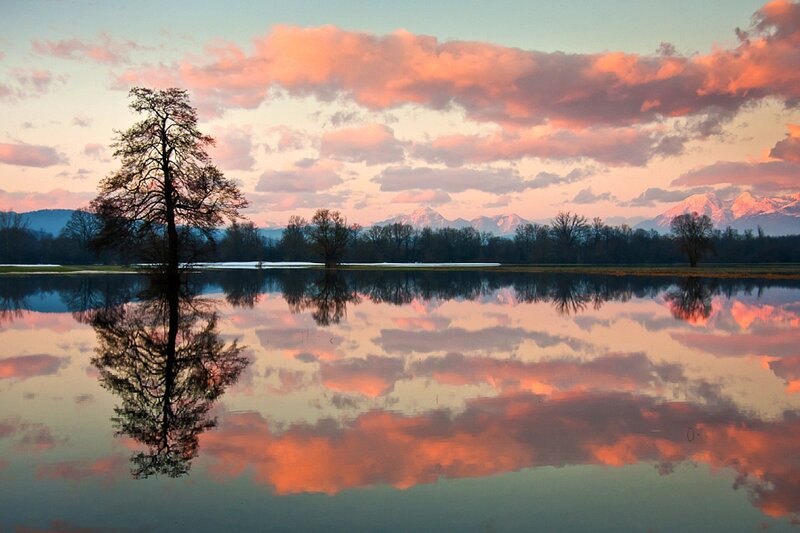 Solitary Tree in Water — Pink