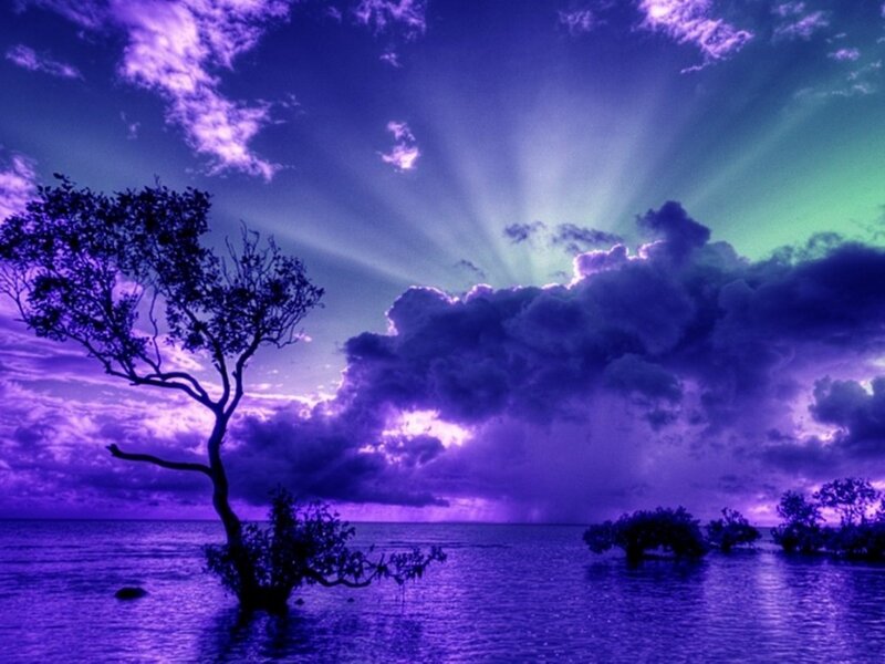 Solitary Tree in Water — Purple, Dramatic, Night