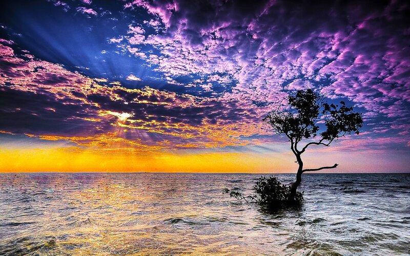 Solitary Tree in Water — Purple, Dramatic, Sunset