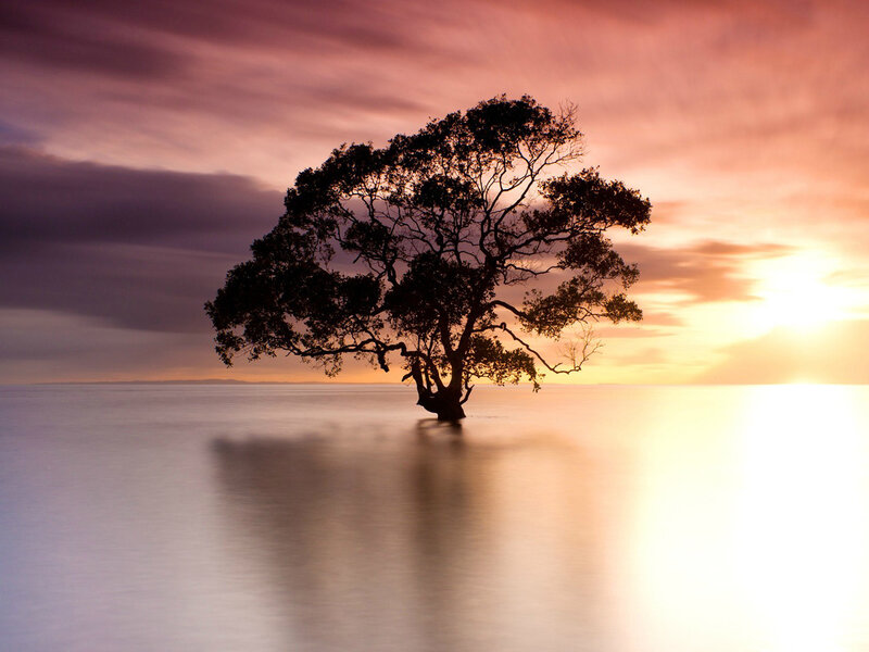 Solitary Tree in Water — Purple, Serene, Sunset, Photograph, Sky, Sun