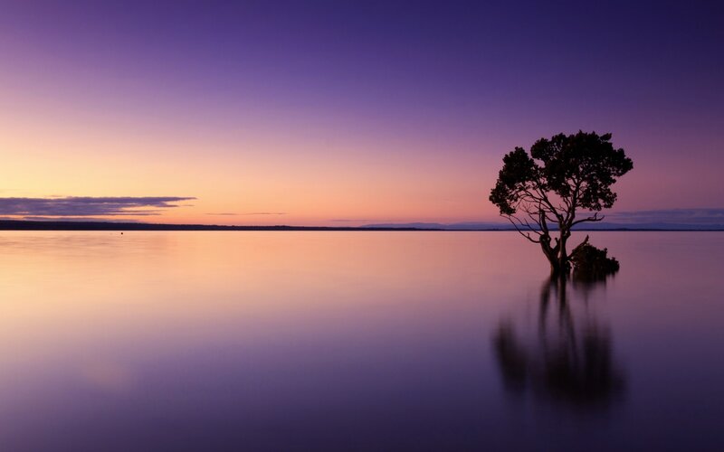Solitary Tree in Water — Purple, Serene, Sunset, Photograph, Sky