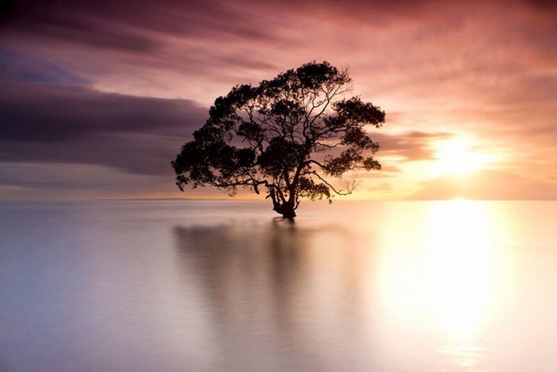 Solitary Tree in Water — Purple, Serene