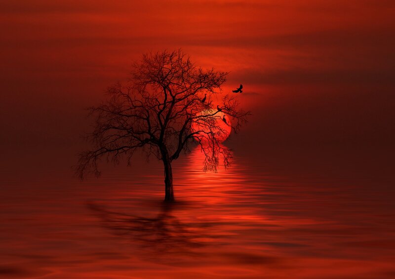 Solitary Tree in Water — Red