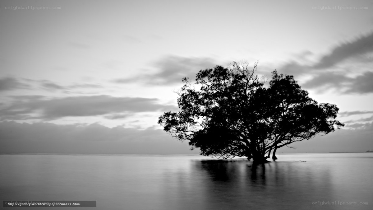 Solitary tree in water