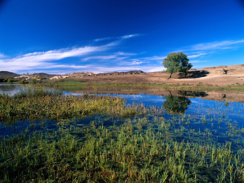 Solitary Tree in Wetland — Blue