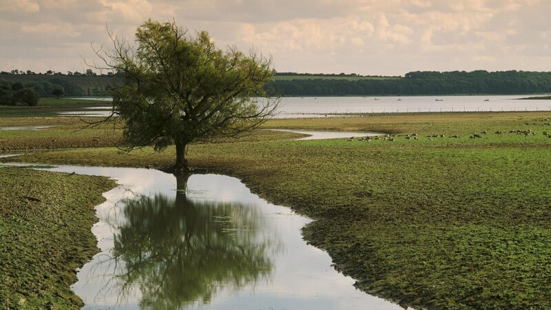 Solitary tree in wetland landscape