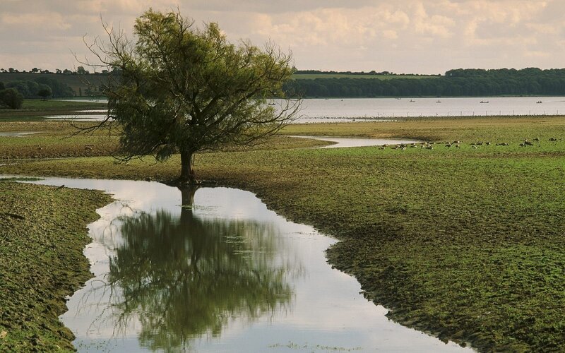 Solitary tree in wetland