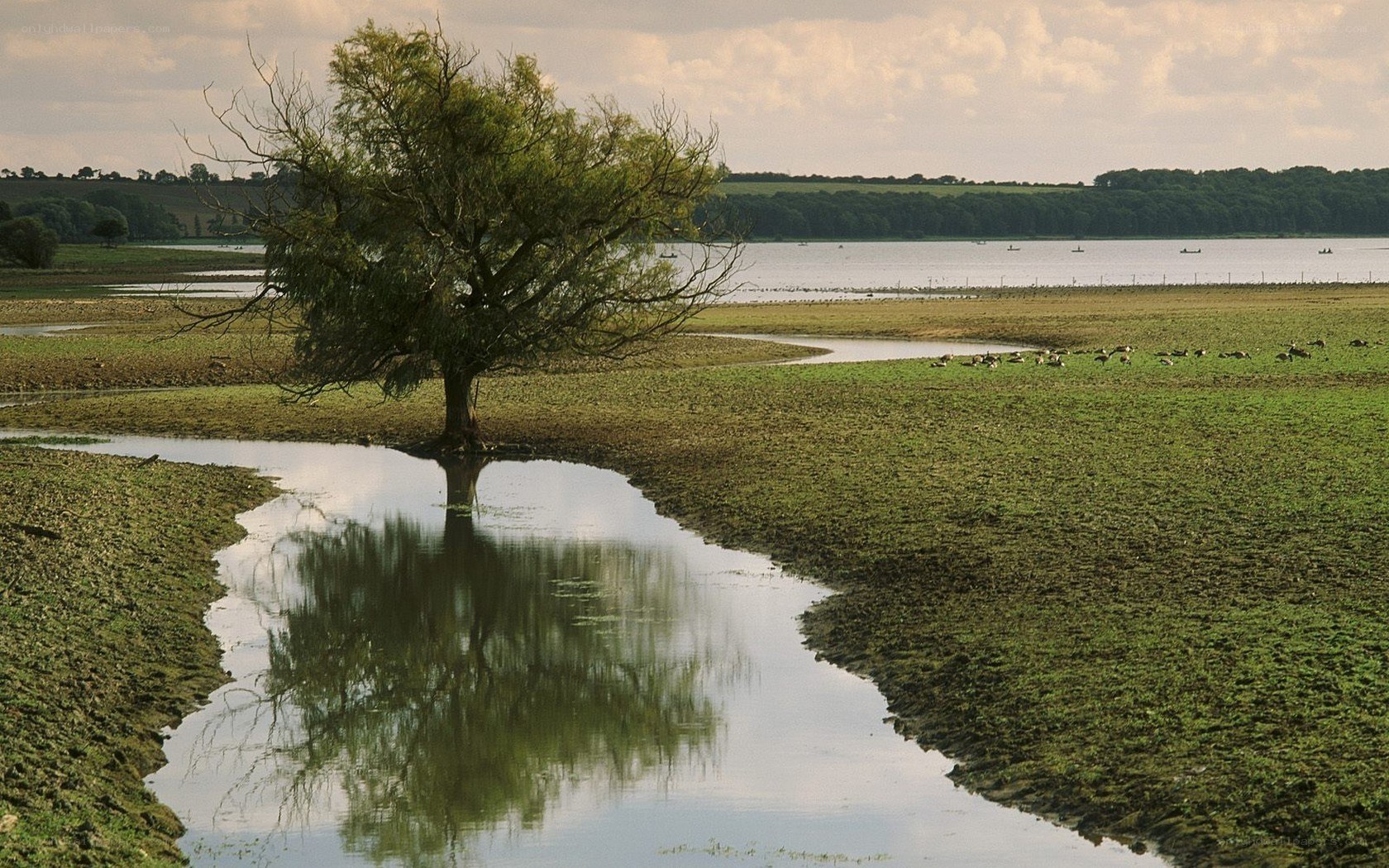 Solitary tree in wetland