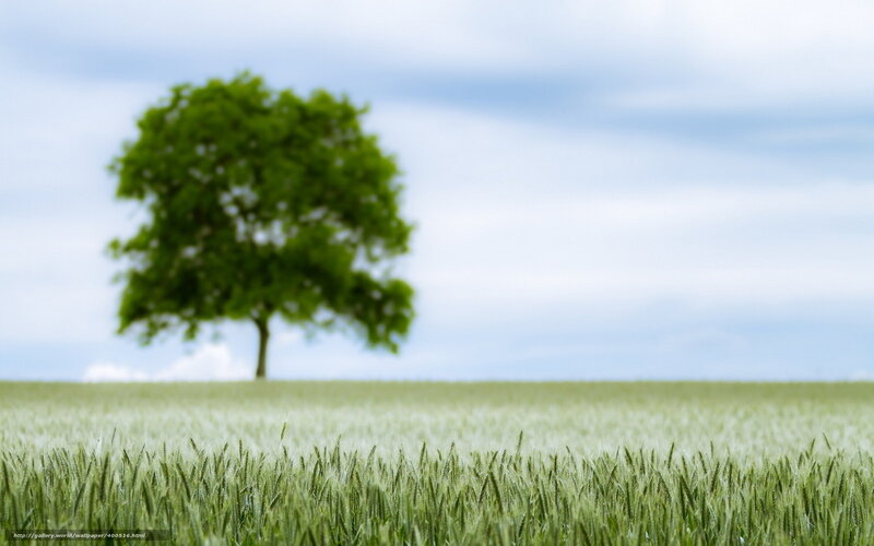 solitary tree in wheat field