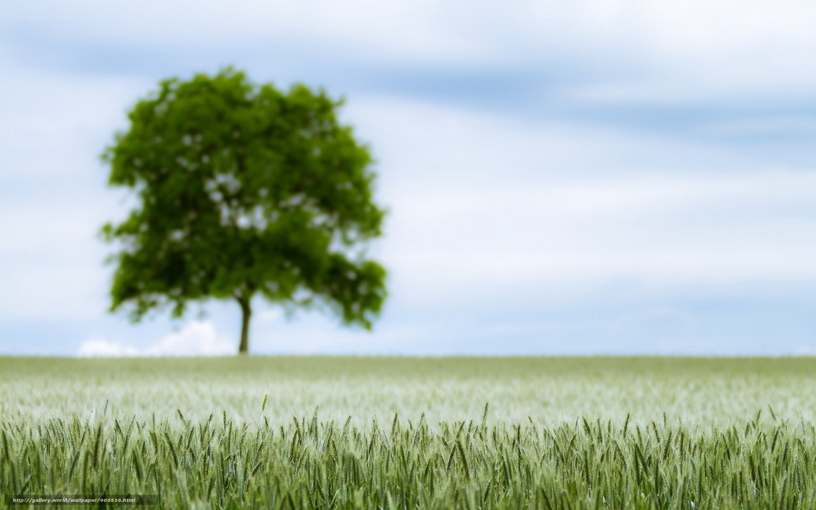 solitary tree in wheat field