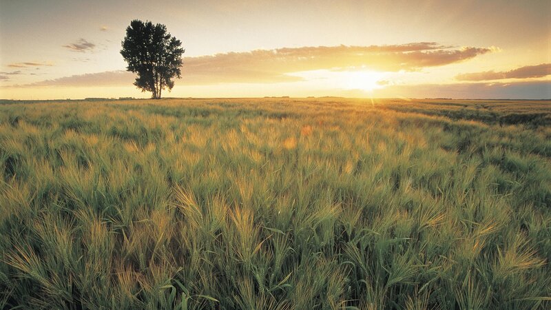 Solitary tree in wheat field