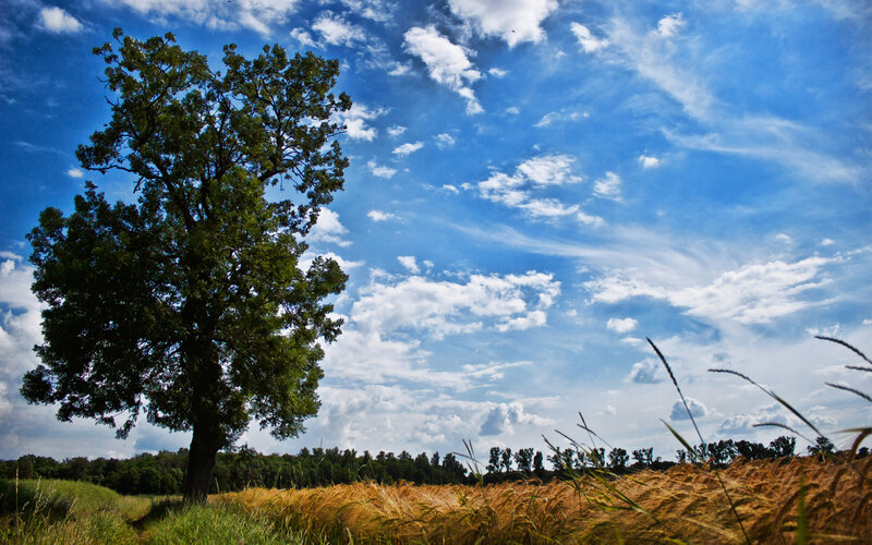 Solitary tree in wheat field