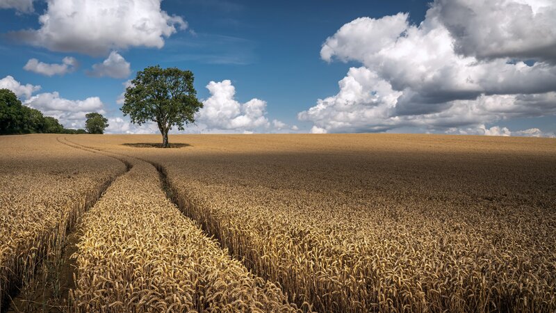 Solitary Tree in Wheat Field — Blue