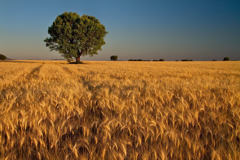 Solitary Tree in Wheat Field — Gold, Serene, Sunset