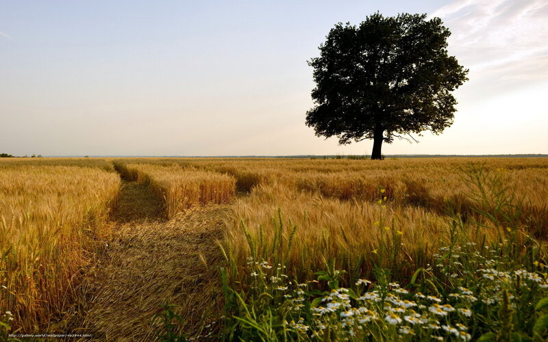 Solitary Tree in Wheat Field — Gold