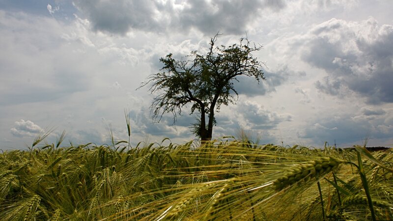 Solitary Tree in Wheat Field — Green