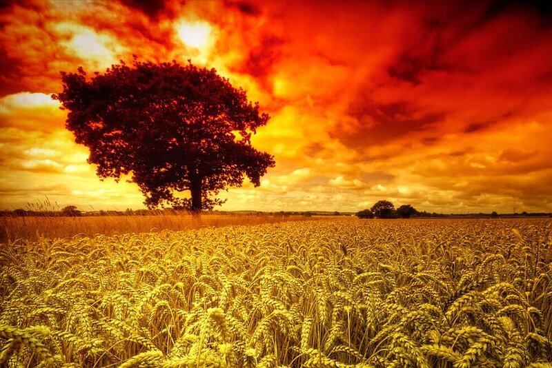Solitary Tree in Wheat Field — Red