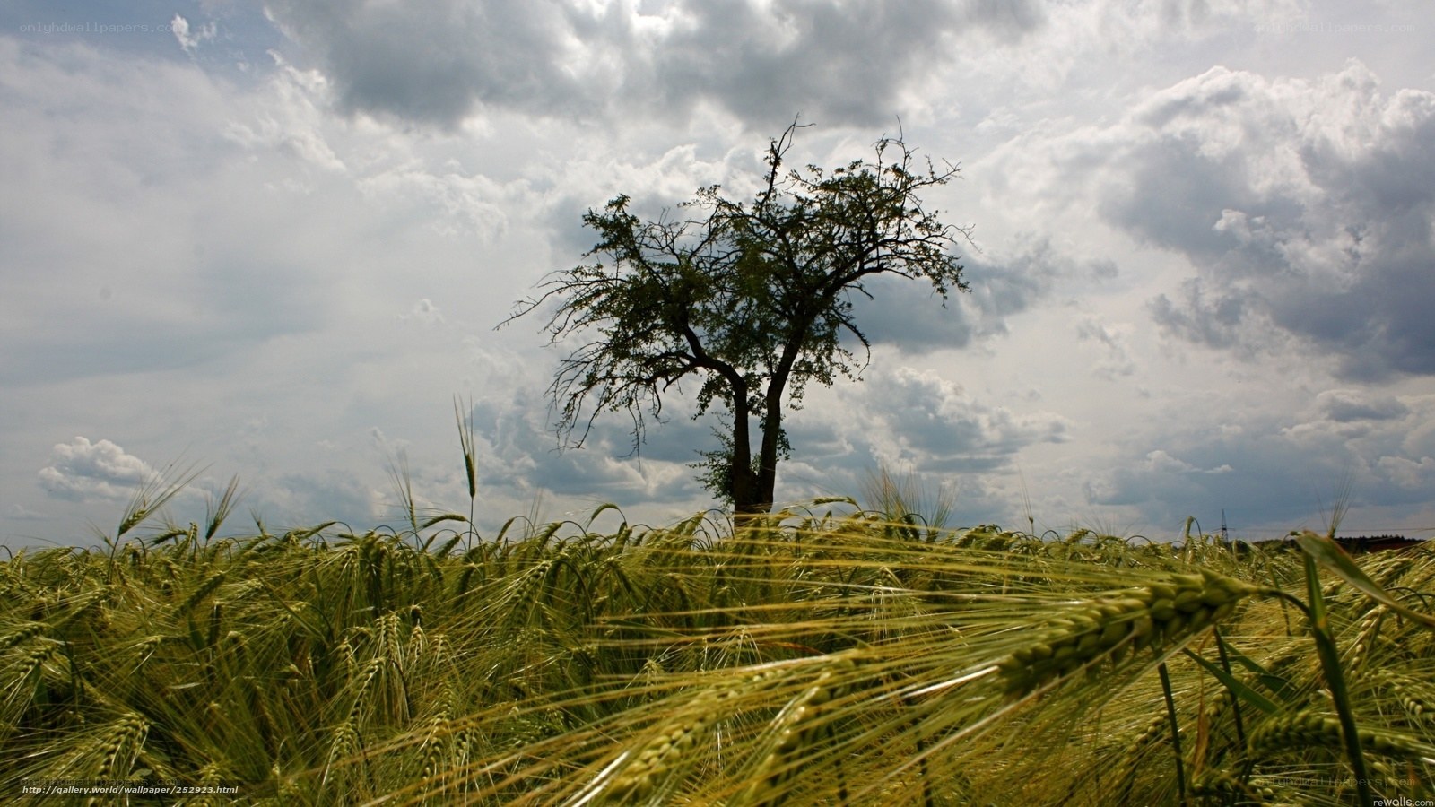 Solitary tree in wheat field