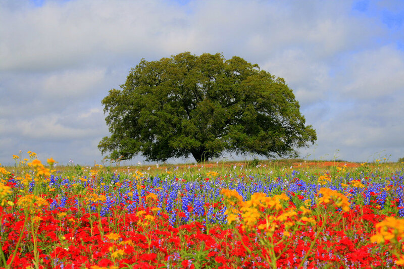 Solitary Tree in Wildflower Field