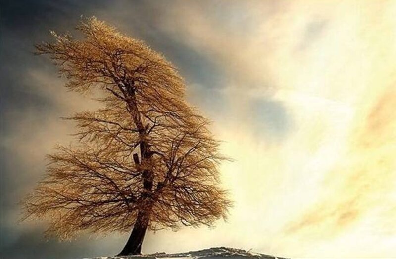 Solitary Tree in Wind