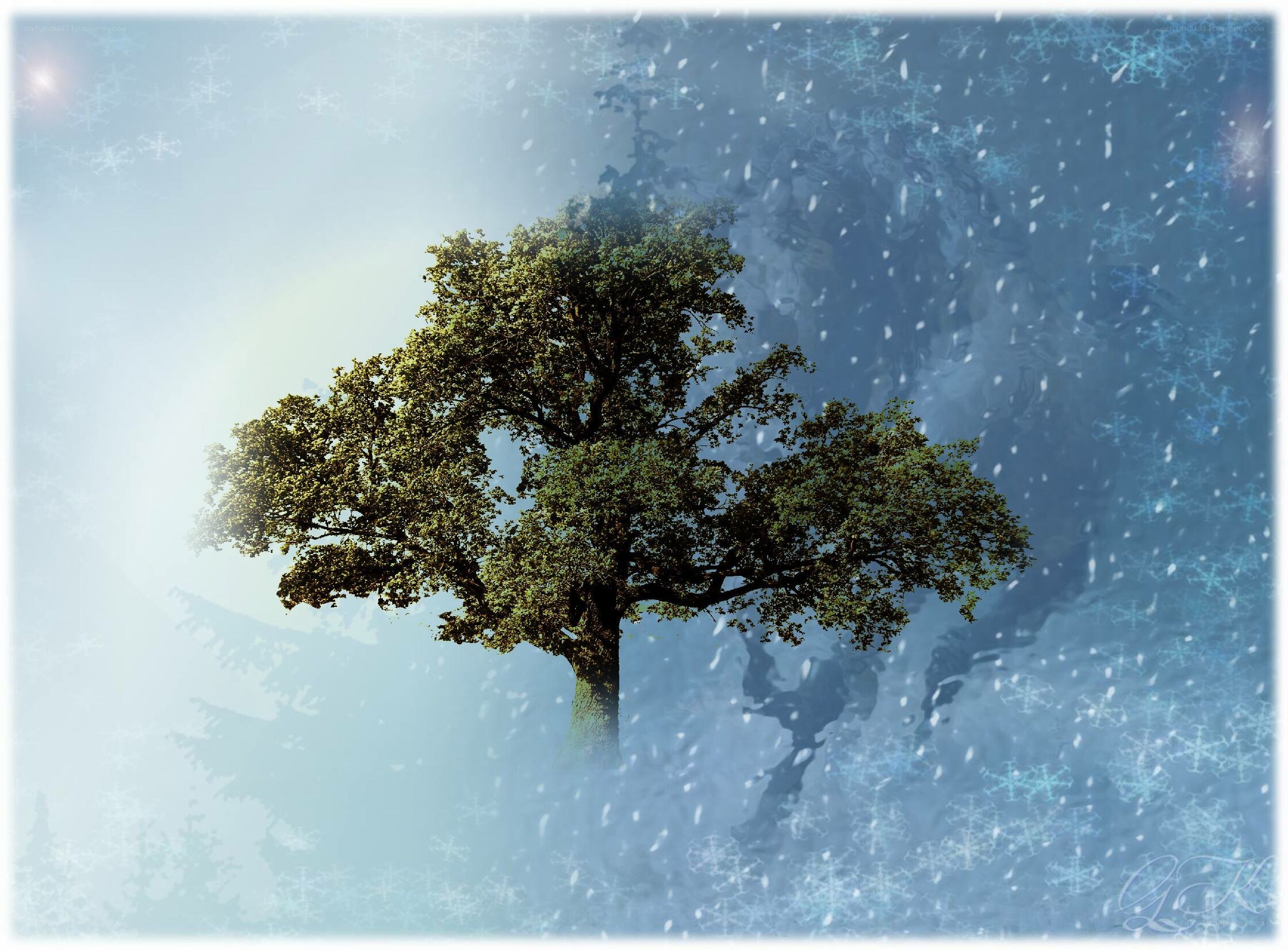 solitary tree in winter