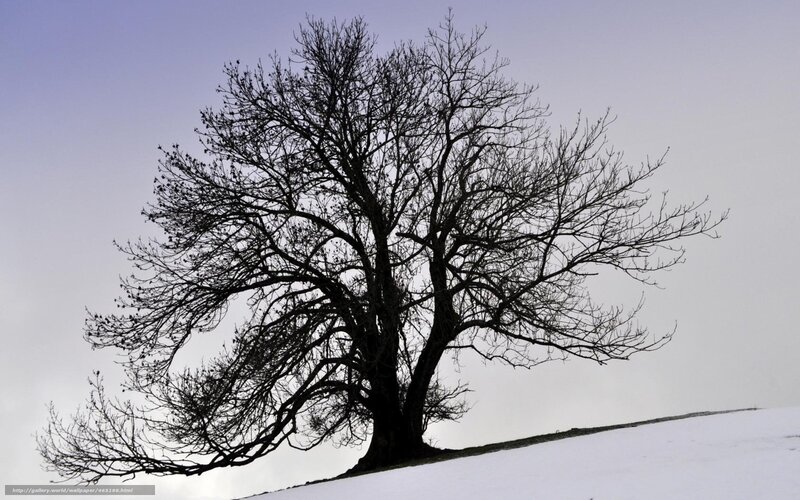 solitary tree in winter