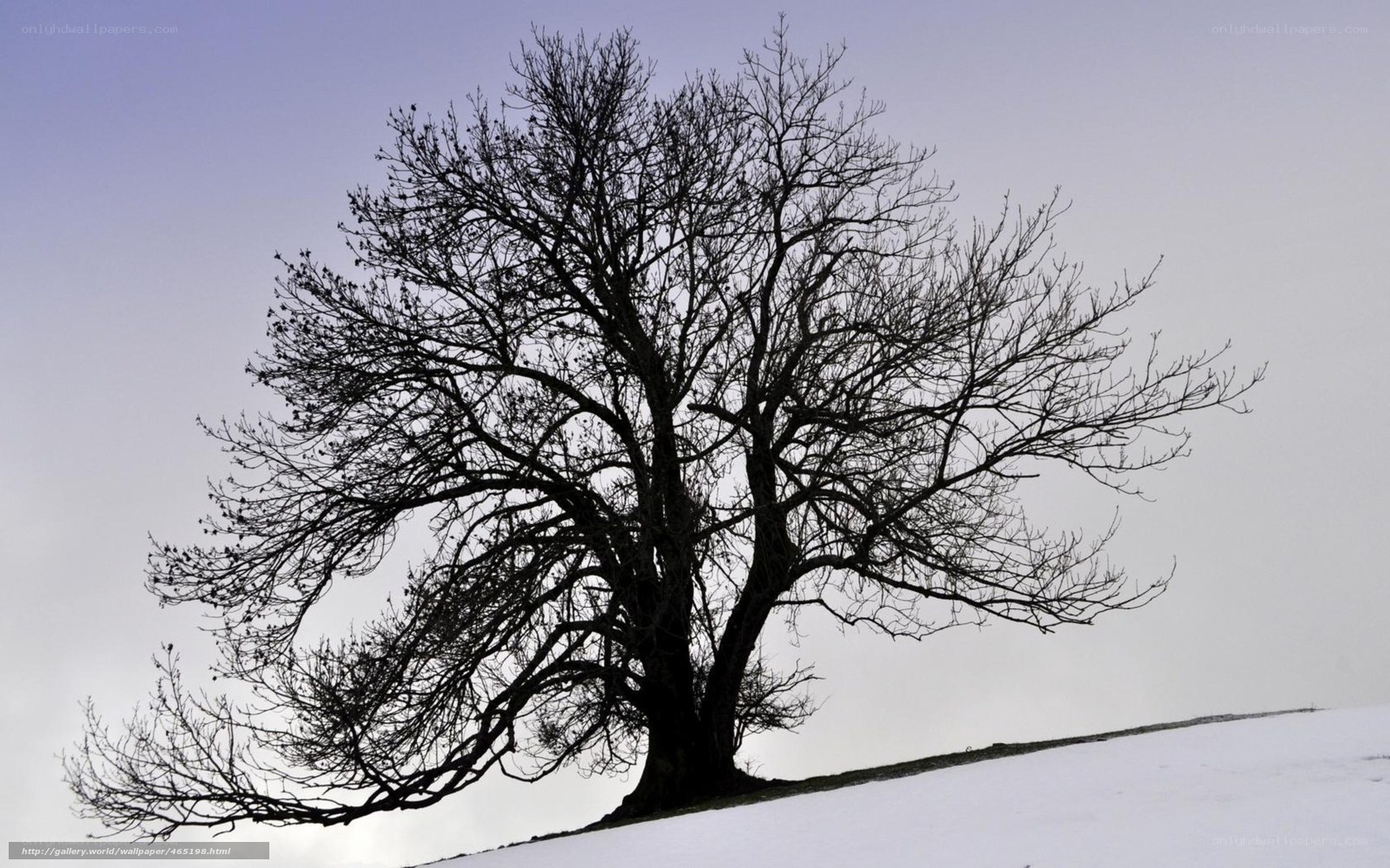 solitary tree in winter
