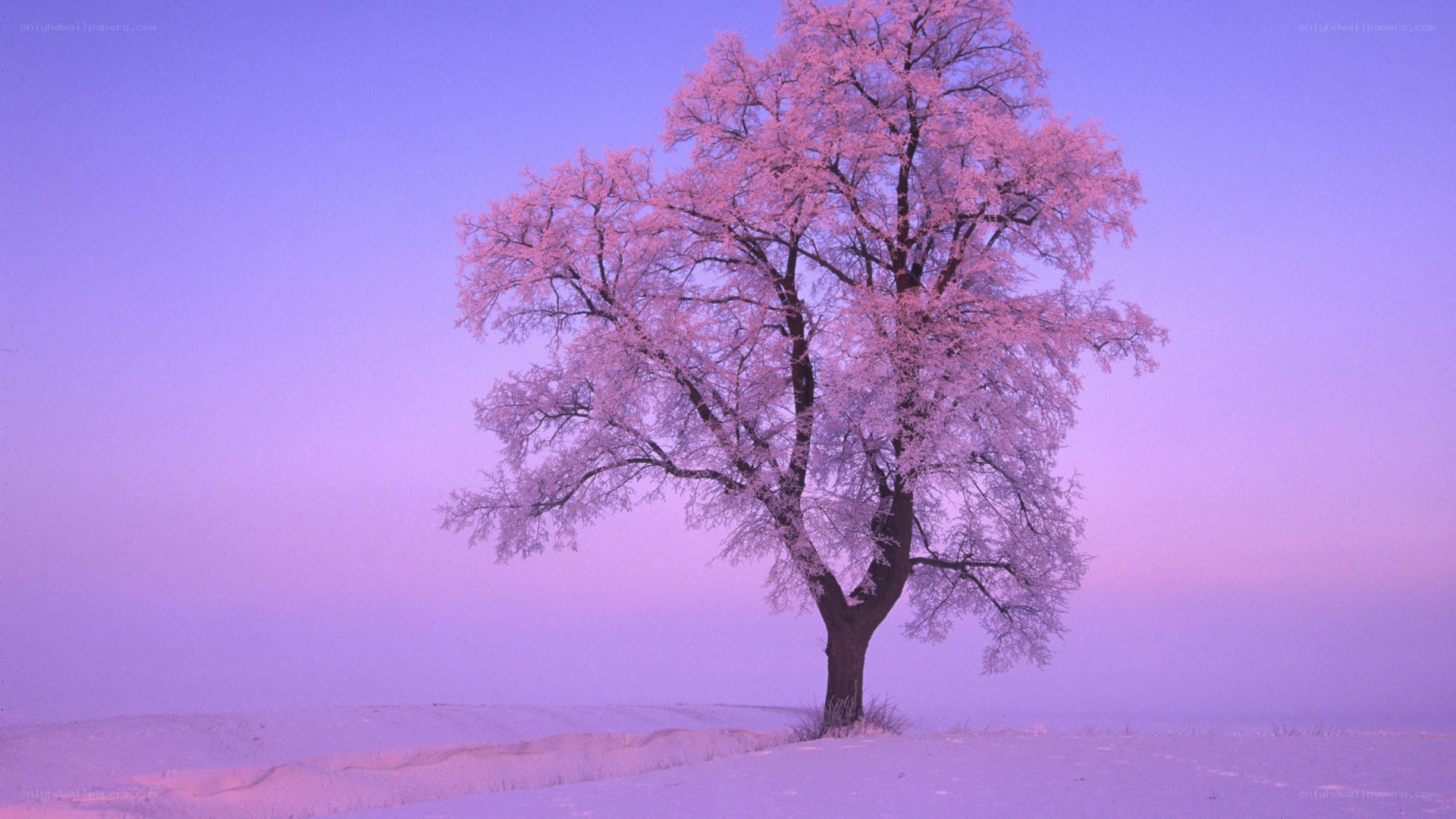 solitary tree in winter