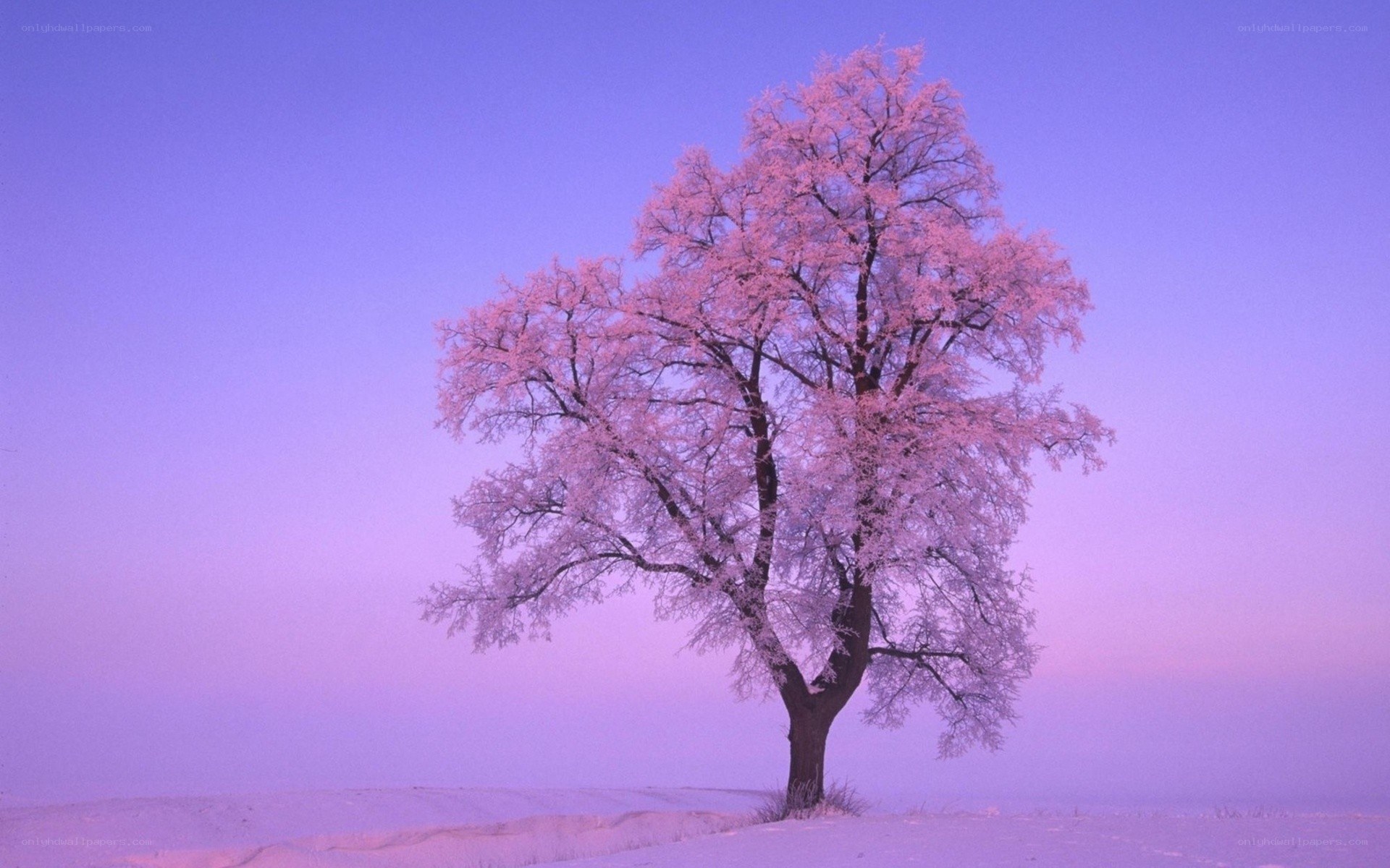 Solitary tree in winter