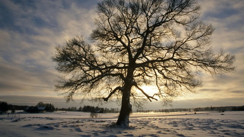 solitary tree in winter field