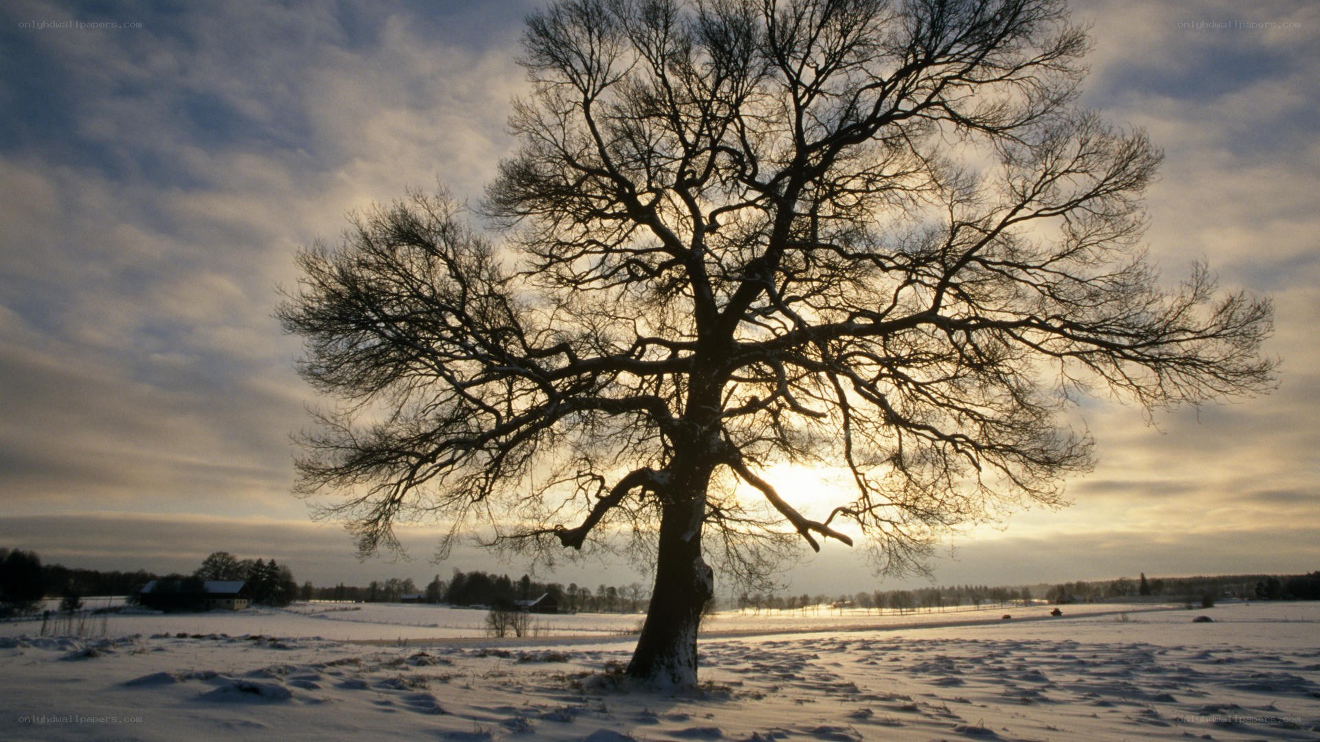 solitary tree in winter field
