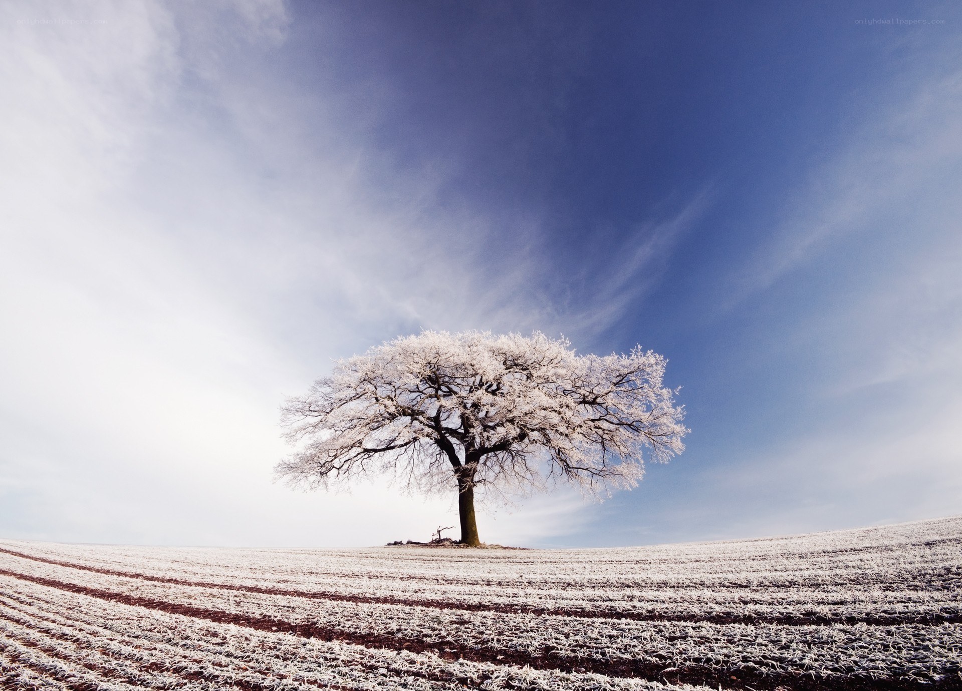 Solitary tree in winter field