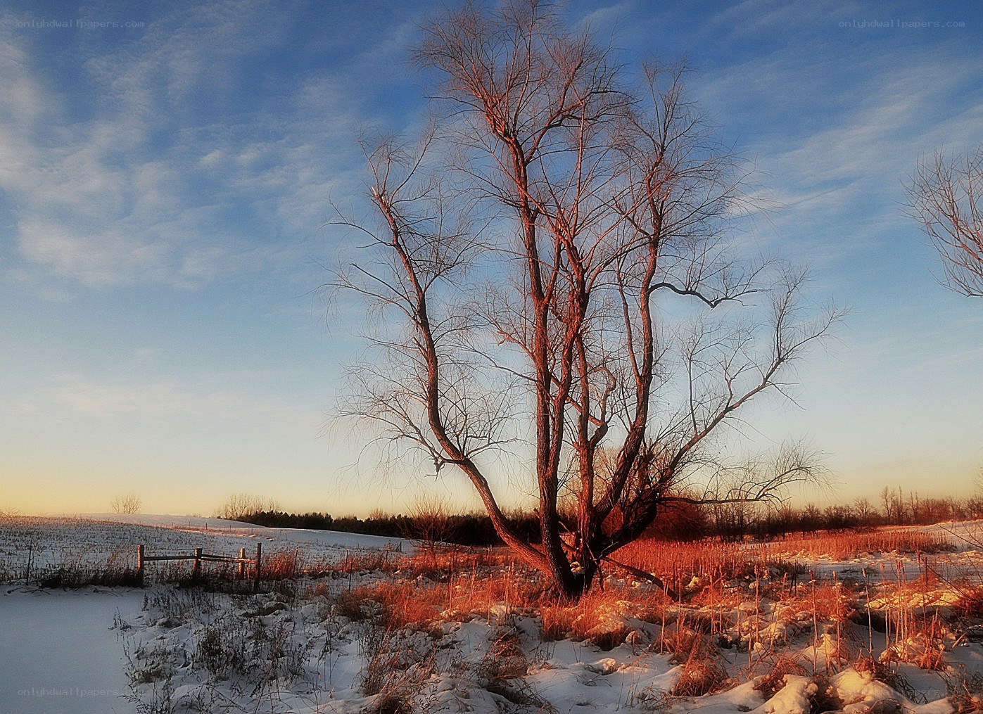 Solitary tree in winter field