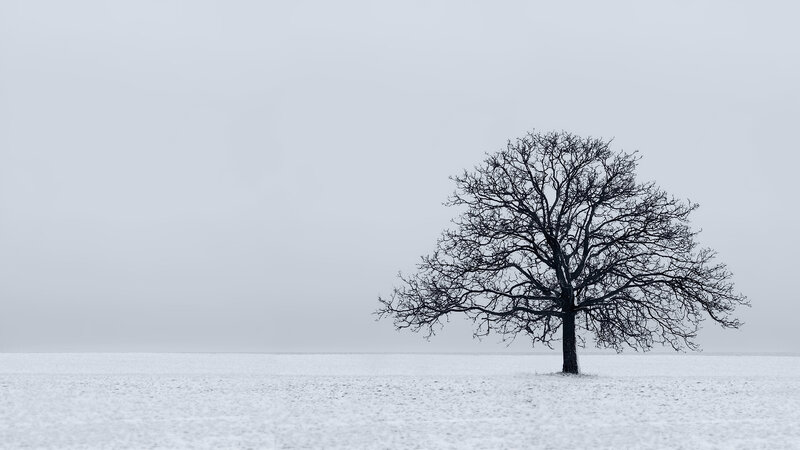 solitary tree in winter field