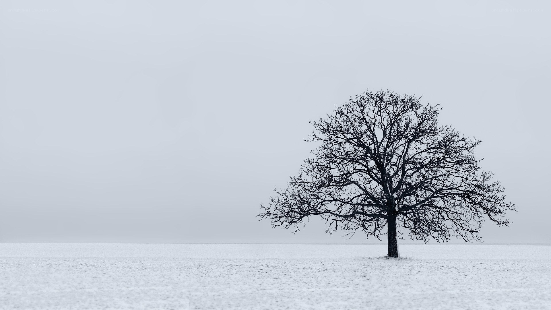 solitary tree in winter field