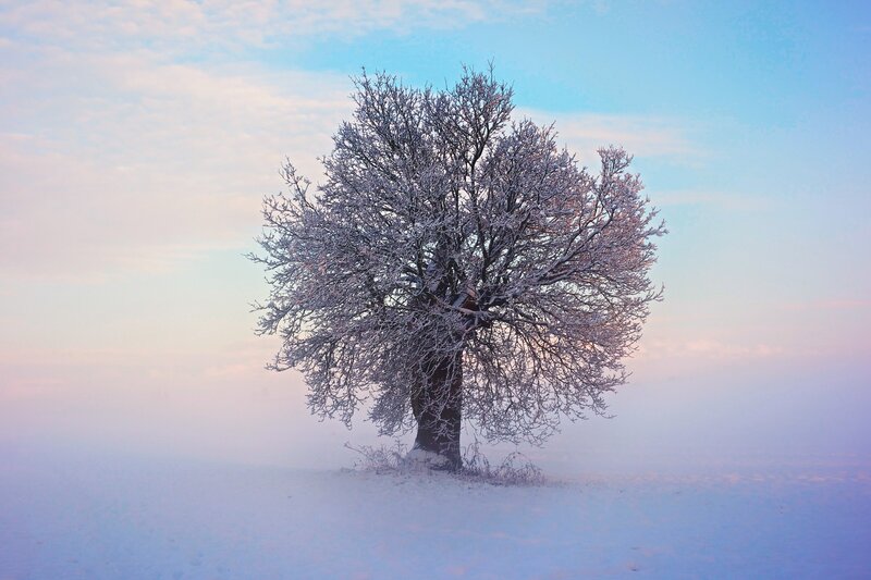 solitary tree in winter fog