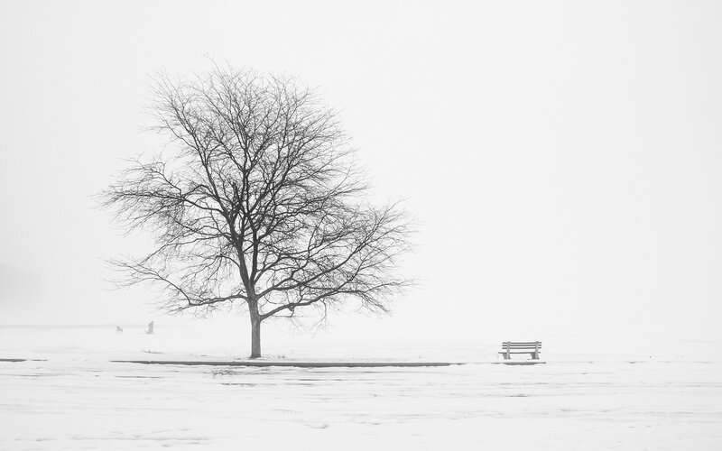 solitary tree in winter fog
