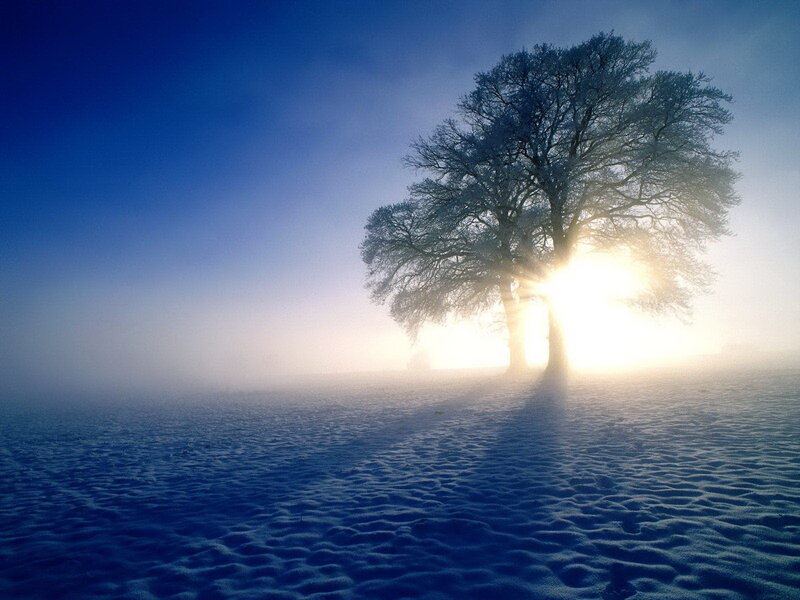 solitary tree in winter fog