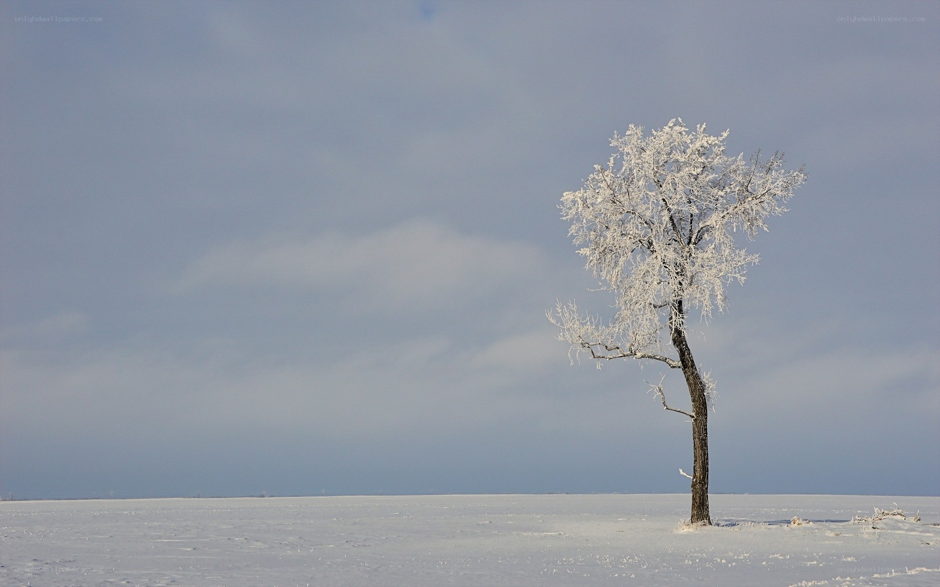 solitary tree in winter landscape