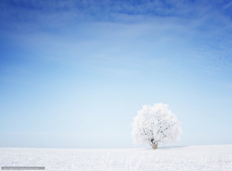 solitary tree in winter landscape