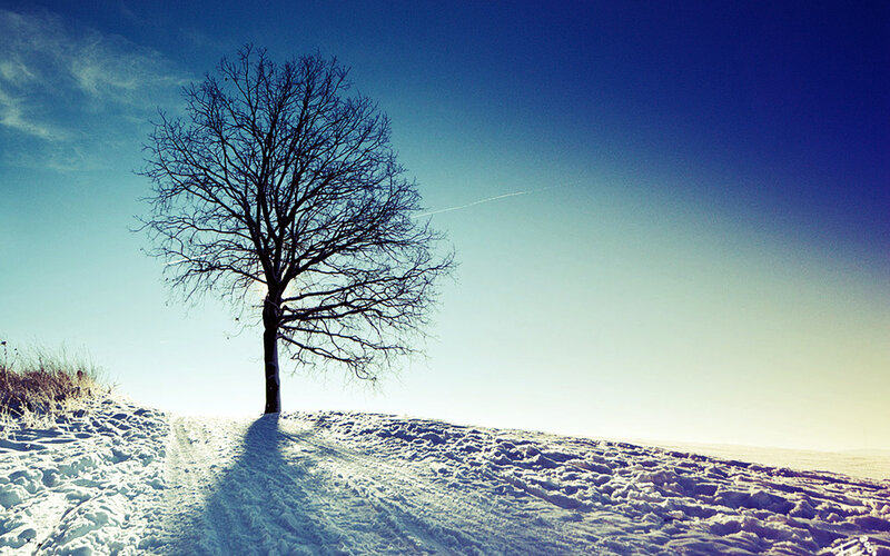 solitary tree in winter landscape