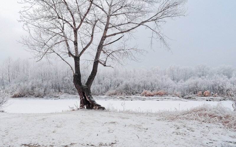 solitary tree in winter landscape
