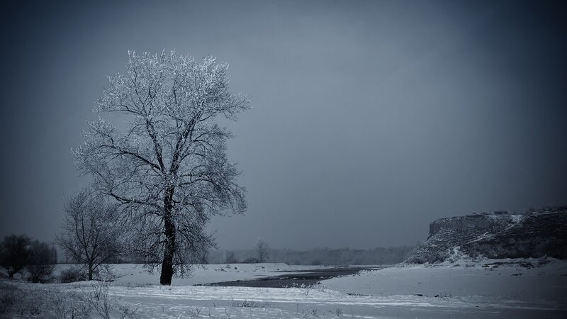 Solitary tree in winter landscape